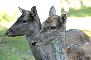 Rehe im Wildpark Grünau