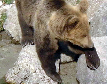 Bär im Wildpark Grünau